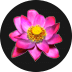 Thai Flower Megaways